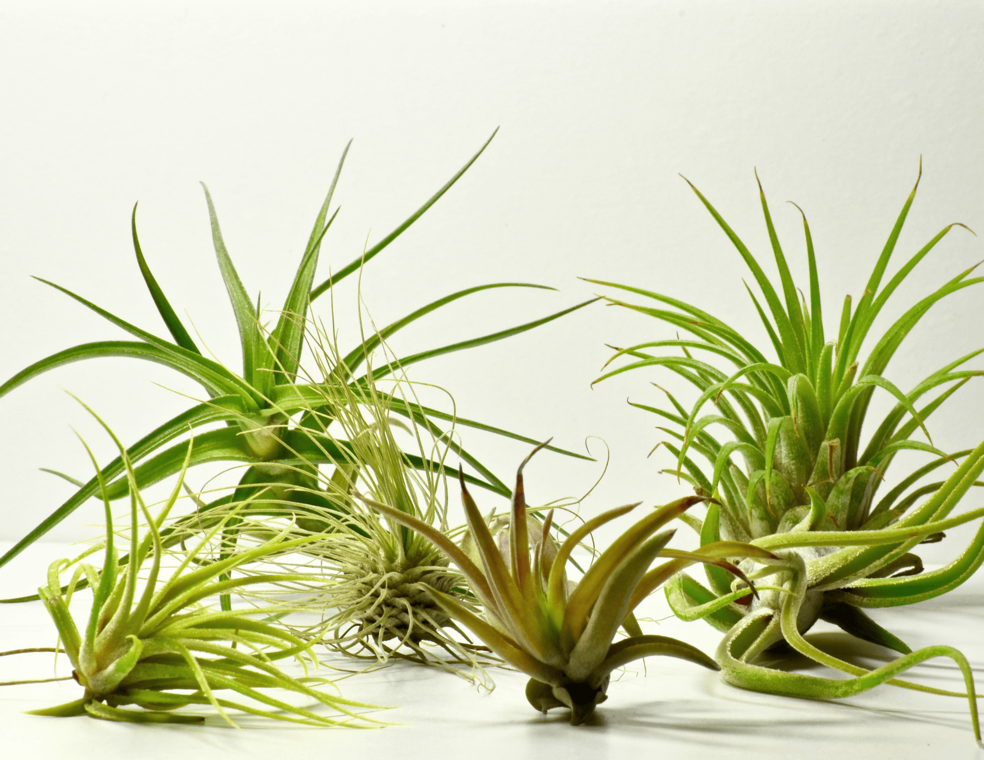 Air plants — Tillandsia