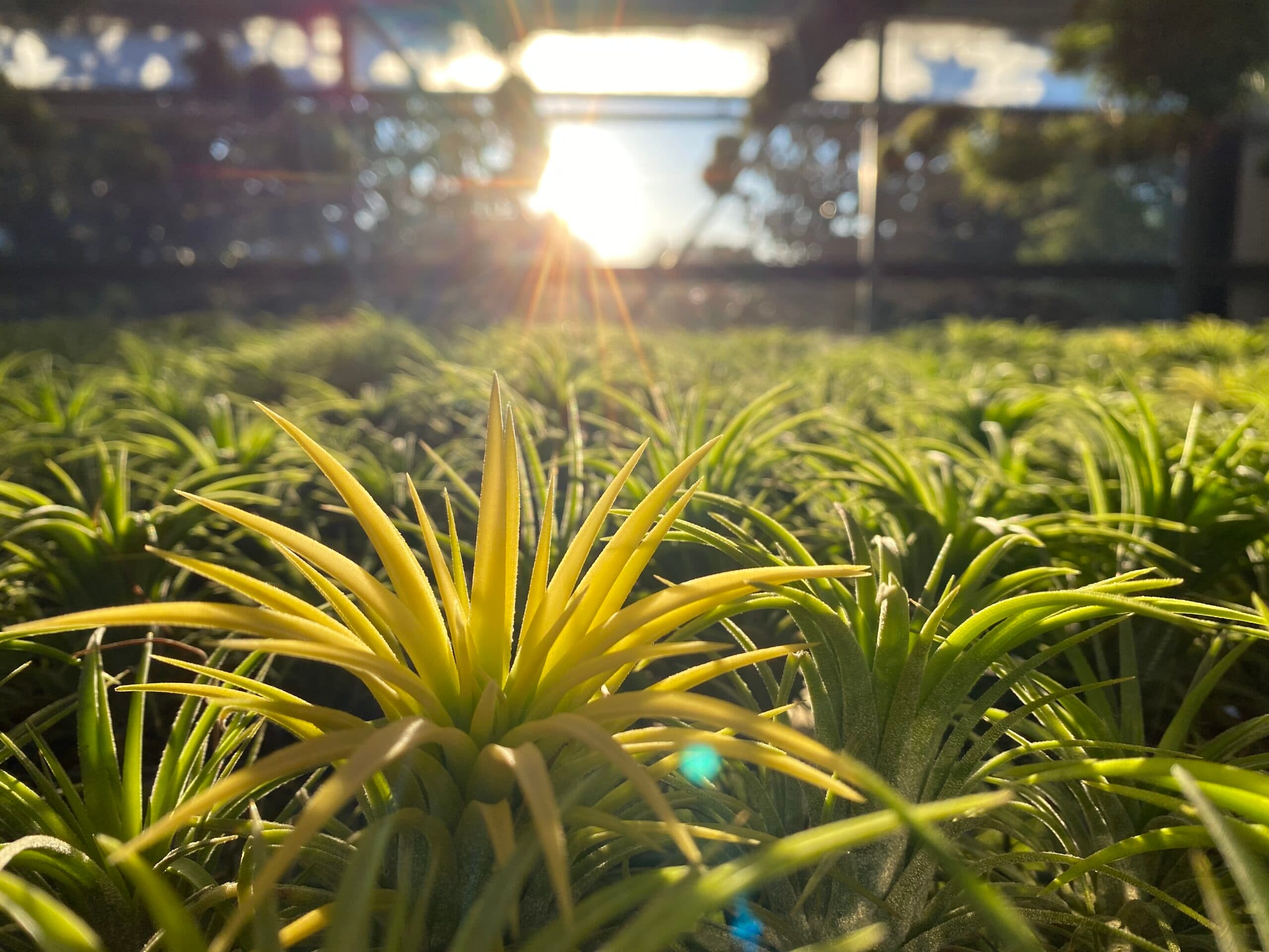 Tillandsia air plant care guide
