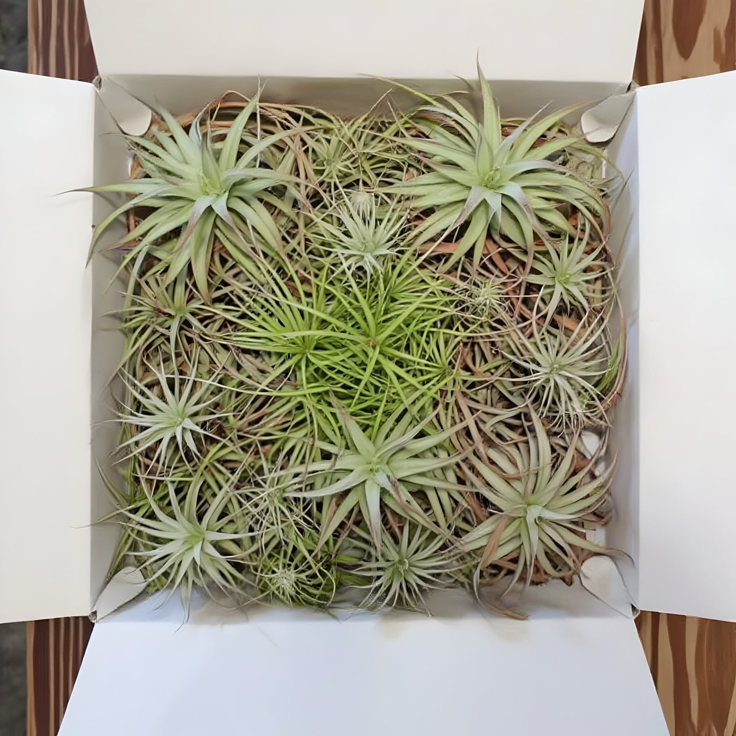 Air plant care after shipping