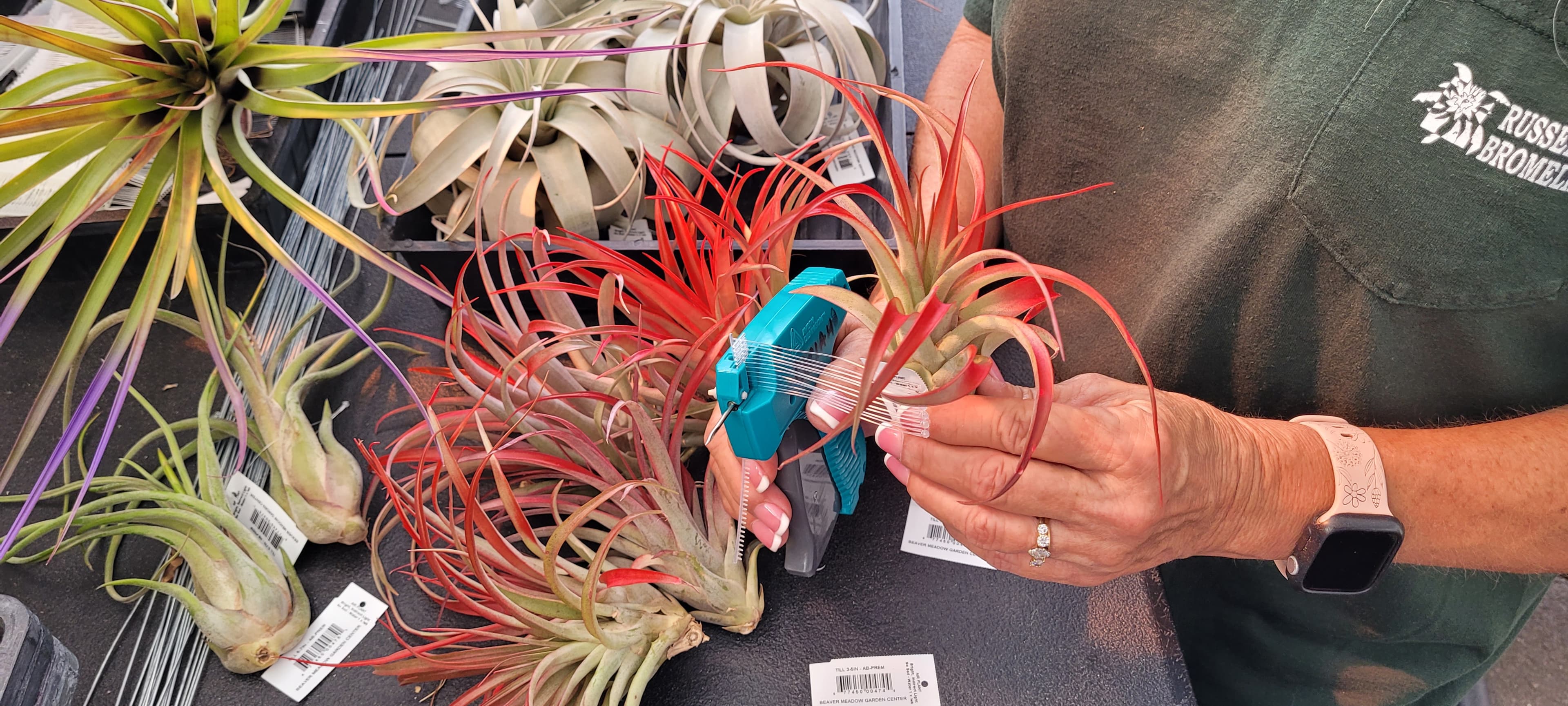 Tag Service — Russell's Bromeliads custom plant tagging