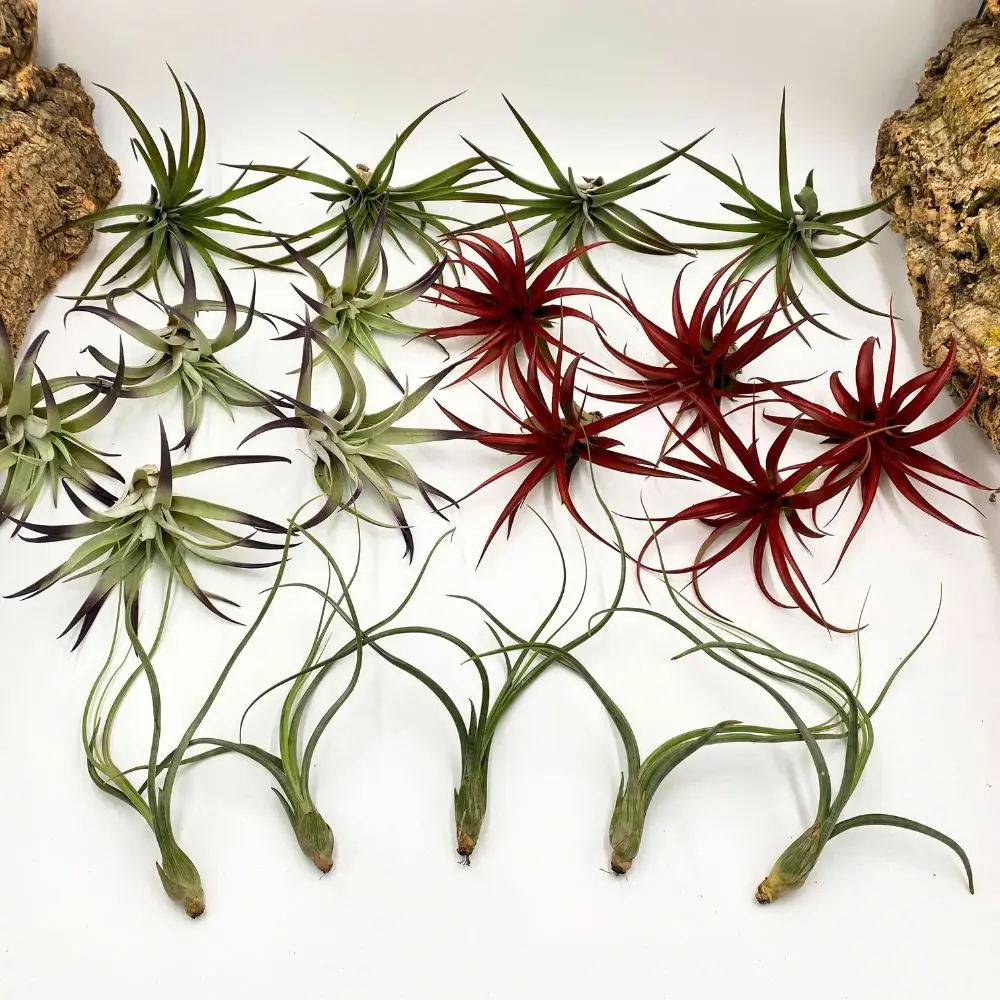 Assortment Air Plants in group