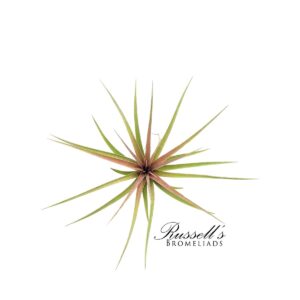 AERANTHOS STRICTA (hyb.), 4