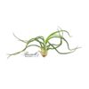 BULBOSA BELIZE, 4" - 6"