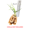 BULBOSA BELIZE, 4" - 6" - Image 3