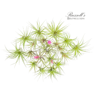 BLOOMING AIR PLANT ASSORTMENT (19 PLANTS)
