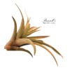 CAPITATA PEACH, 2-3" - Image 2