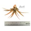 CAPITATA PEACH, 2-3" - Image 3