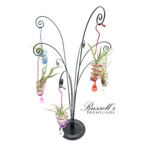 DECORATIVE HANGER WITH AIR PLANT