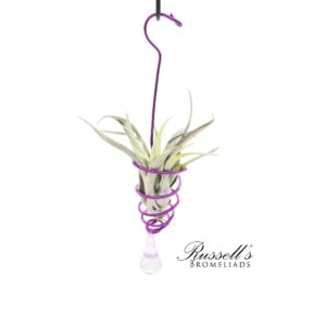 DECORATIVE HANGER WITH AIR PLANT