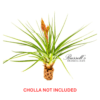 FASC. TROPIFLORA, 10" - 12" - Image 4