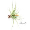 FASC. TROPIFLORA, 10" - 12"