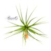 FASC. TROPIFLORA, 10" - 12" - Image 3