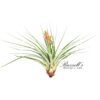 FASC. TROPIFLORA, 10" - 12" - Image 2
