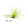 FILIFOLIA, 2" - 3"