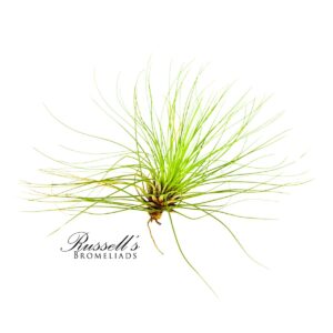 FILIFOLIA, 2