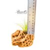 FILIFOLIA, 2" - 3" - Image 3