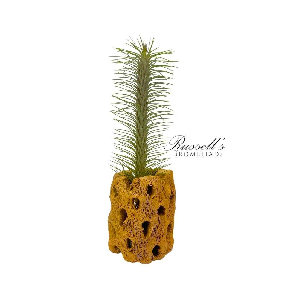 Funckiana 3 5 russell s bromeliads