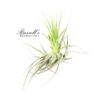 GARDNERII, 2" - 4"