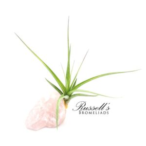 ROSE QUARTZ GEMSTONE WITH AIR PLANT