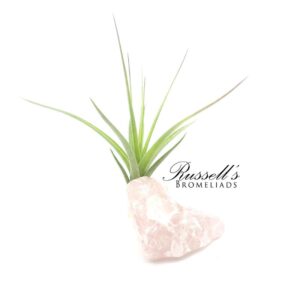 ROSE QUARTZ GEMSTONE WITH AIR PLANT