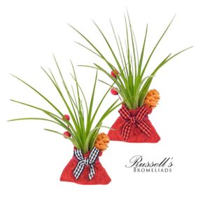 HOLIDAY MAGNET WITH AIR PLANT (2-PK)