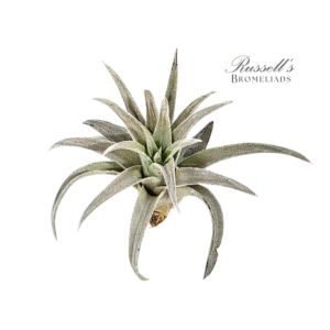 HARRISII, 2