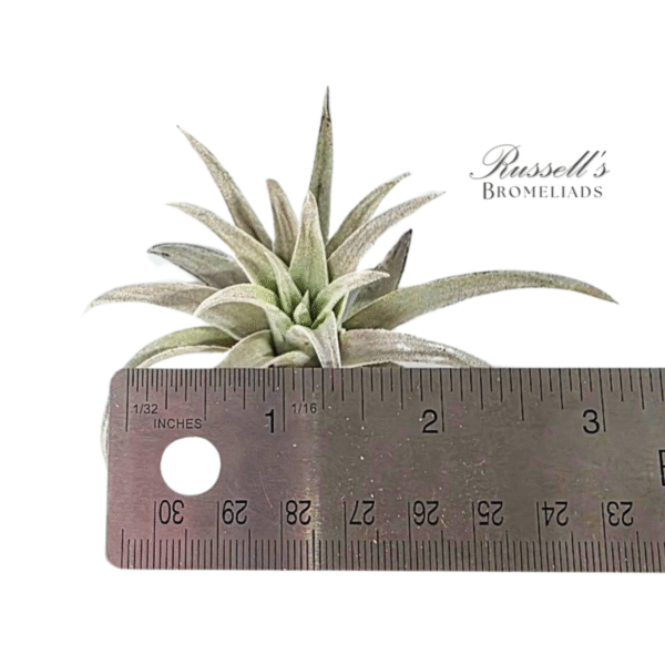 HARRISII, 2" - 3" - Image 2