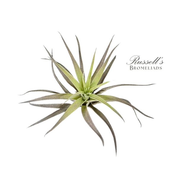 HARRISII, 3" - 5"