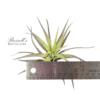 HARRISII, 3" - 5" - Image 2