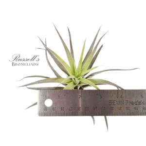 HARRISII, 3