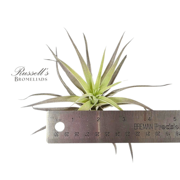 HARRISII, 3" - 5" - Image 2