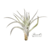 HARRISII, 5" - 7"