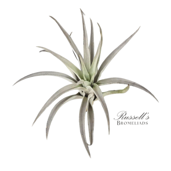 HARRISII, 5" - 7" - Image 3