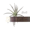 HARRISII, 5" - 7" - Image 2