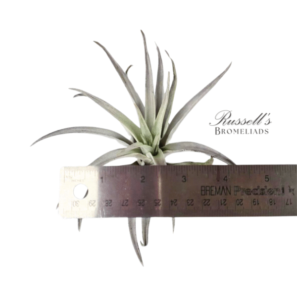 HARRISII, 5" - 7" - Image 2