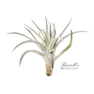 HARRISII, 5