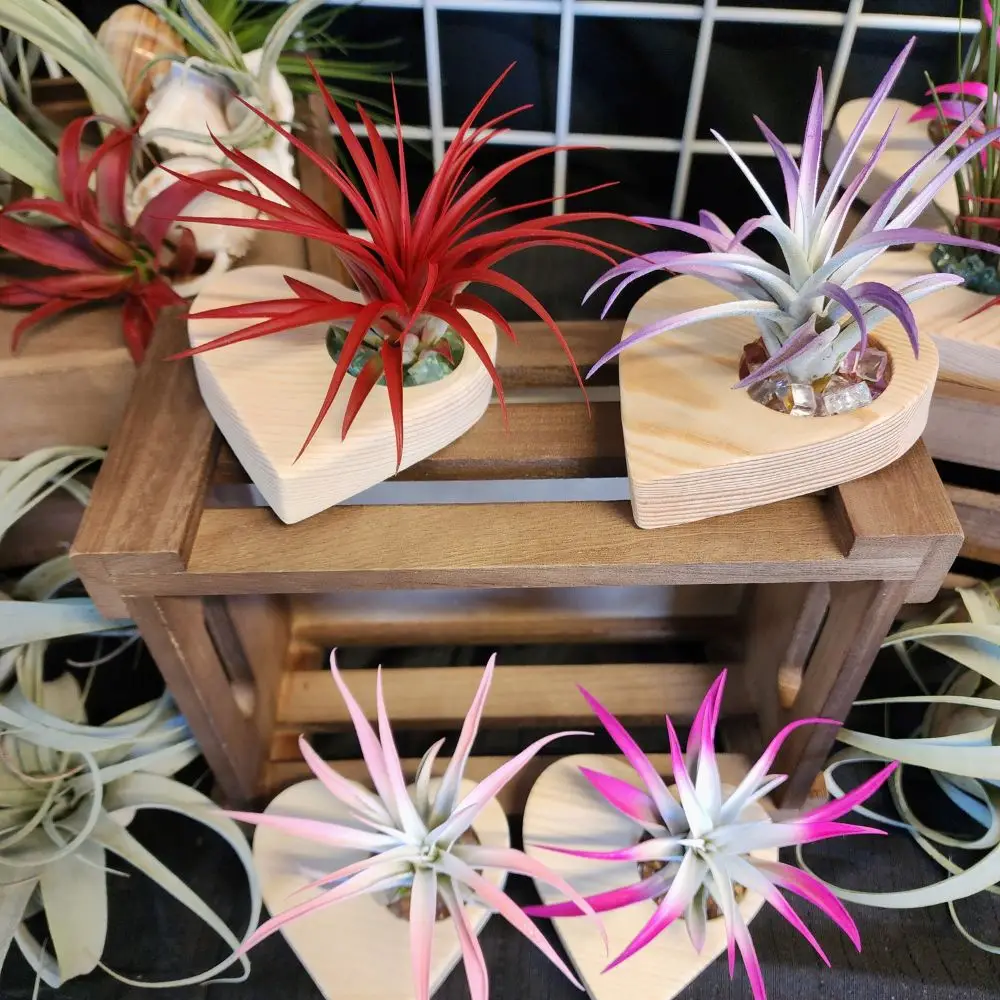 Air Plants Finished Products setting in wood box