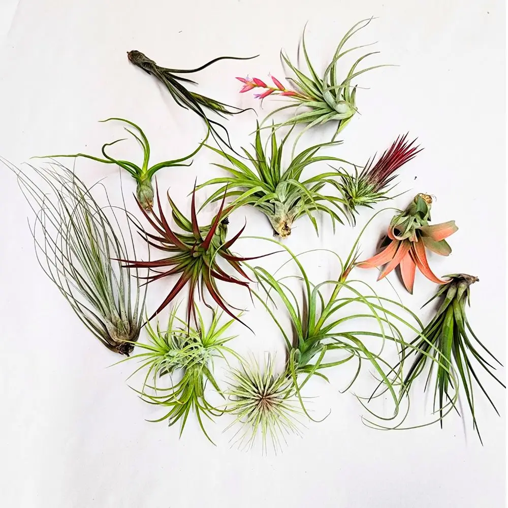 Individual Air Plants in group