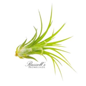 IONANTHA DRUID, 2