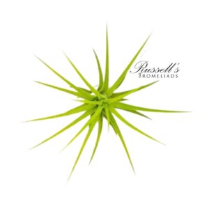 IONANTHA DRUID, 2