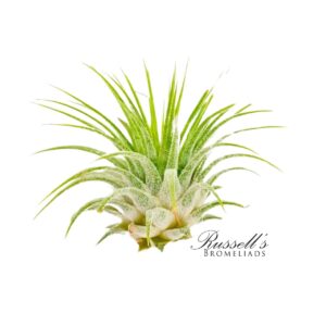 IONANTHA GUATEMALA, 2