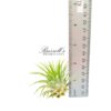 IONANTHA GUATEMALA, 2" - 3" - Image 3