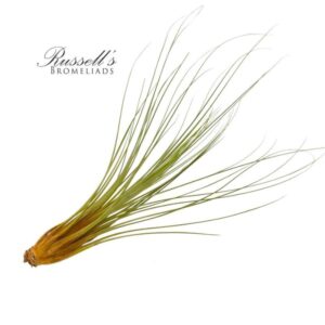 JUNCEA, 10