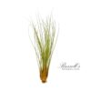 JUNCEA, 7" - 10"