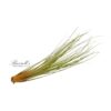 JUNCEA, 7" - 10" - Image 4