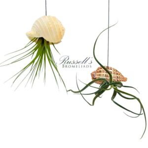 JELLY FISH WITH AIR PLANT