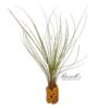 JUNCEA, 7" - 10" - Image 3