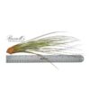 JUNCEA, 7" - 10" - Image 2