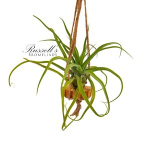 MACRAME HANGER WITH AIR PLANT, 18-INCH