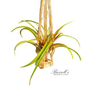 MACRAME HANGER WITH AIR PLANT, 36-INCH